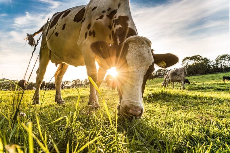 Cow Grazing In The Sunlight (1)