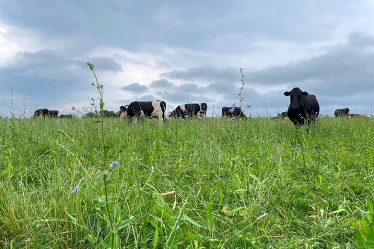 Shot of cows grazing