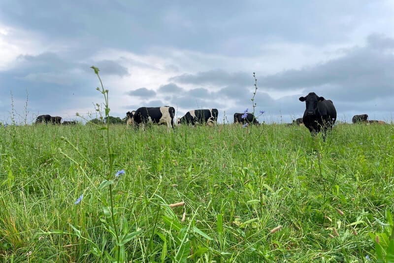 Shot of cows grazing