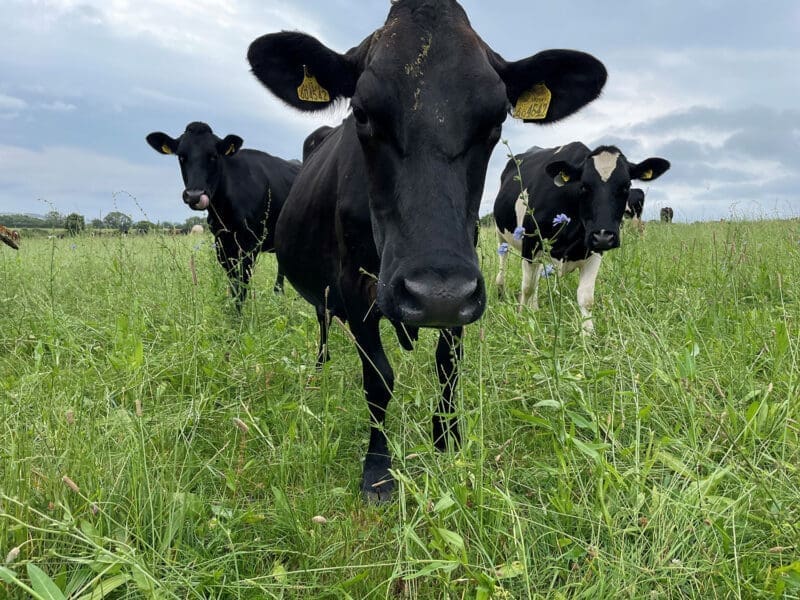 Close up of cow grazing
