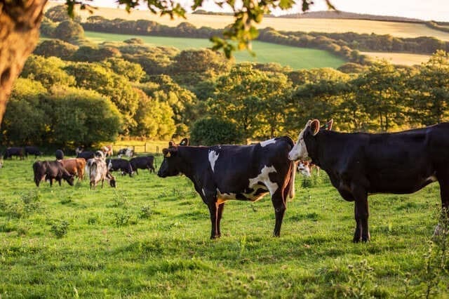 Holstein Cow (1) (1)