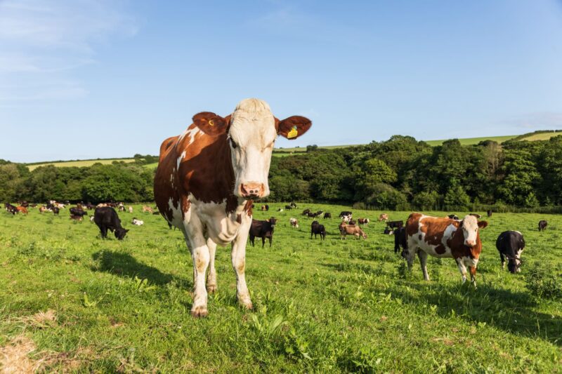 Cows In Field